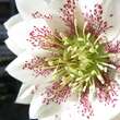 Helleborus or. 'Spring Dream': Bild 1/4