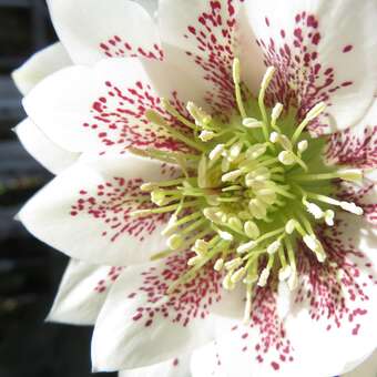 Helleborus or. 'Spring Dream'