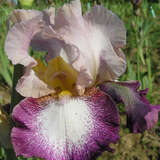 Iris germanica 'Change of Pace' - Hohe Schwertlilie, Iris