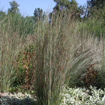 Andropogon gerardii