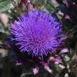 Cynara 'Große Grüne von Neapel': Bild 2/8
