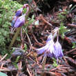 Soldanella montana: Bild 1/2