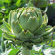 Cynara 'Große Grüne von Neapel': Bild 1/8