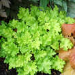 Heuchera 'Lime Marmelade': Bild 1/4