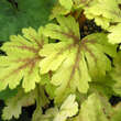 Heucherella 'Gold Zebra': Bild 3/3