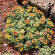 Sedum kamtschaticum 'Variegatum': Bild 4/5
