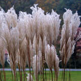 Miscanthus sinensis 'Graziella' - Chinaschilf