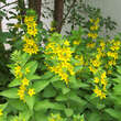 Lysimachia punctata: Bild 4/4