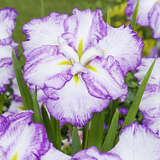 Iris ensata 'Tiramisu' - Japanische Sumpfschwertlilie