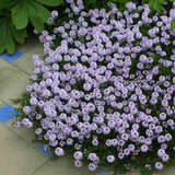 Thymus serphyllum 'Magic Carpet' - Quendel
