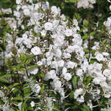 Phlox maculata 'Schneelawine' - Hoher Gartenphlox