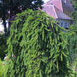 Picea abies 'Inversa': Bild 2/3