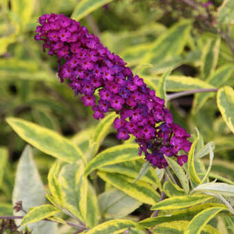 Buddleja davidii 'Santana'