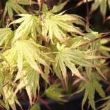 Acer palmatum 'Peaches and Cream' - Japanischer Ahorn