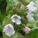 Pulmonaria 'Opal' - Lungenkraut