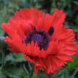 Papaver orientale 'Türkenlouis': Bild 3/6