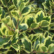 Ilex altacariensis 'Golden King': Bild 1/2