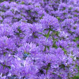 Campanula glomerata 'Freya' - Knäuel-Glockenblume