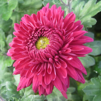 Chrysanthemum ind. 'Heda'