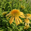 Echinacea p.'Papallo Semi D. Peach': Bild 1/1