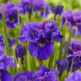 Iris sibirica 'Concord Crush' - Sibirische Schwertlilie