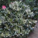 Prunus laurocerasus 'Piri' - Kirschlorbeer