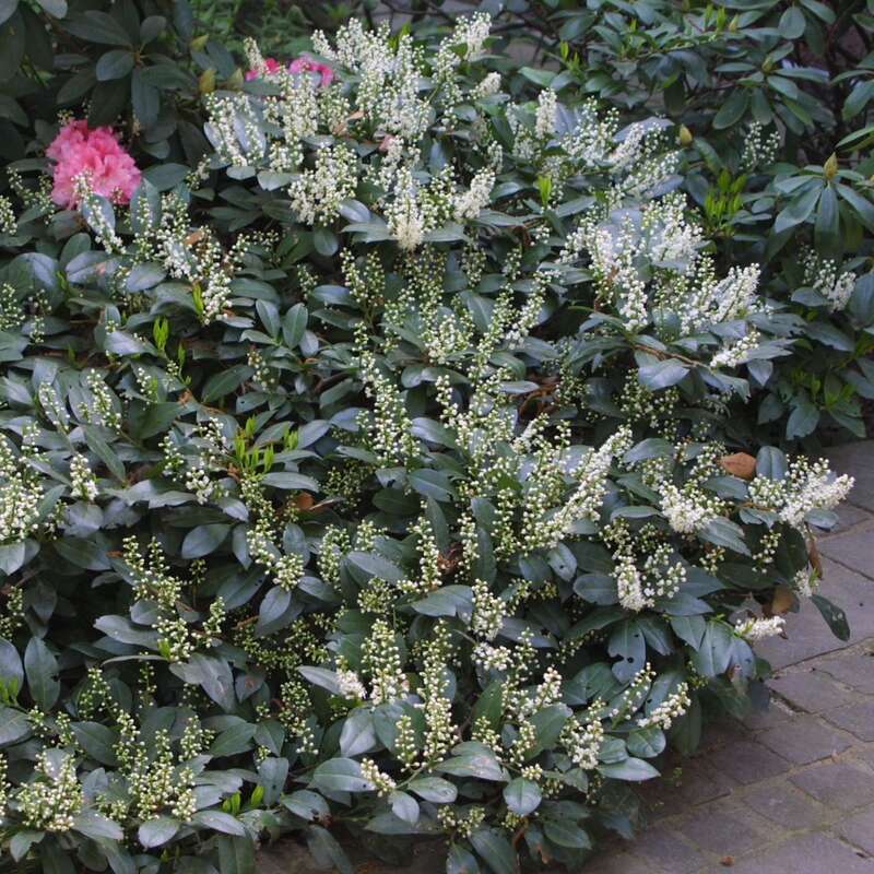 Kirschlorbeer - Prunus laurocerasus 'Piri' - wei
