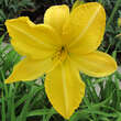 Hemerocallis 'Cartwheels': Bild 6/6