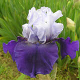 Iris germanica 'Best Bet' - Hohe Schwertlilie, Iris