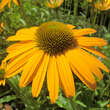 Echinacea purpurea 'Now Cheesier': Bild 5/6