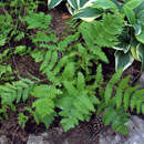 Osmunda claytoniana - Kronenfarn