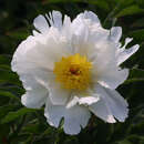 Paeonia lactifl. 'White Wings' - Pfingstrose