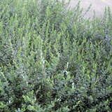 Salix repens 'Saret' - Kriechweide