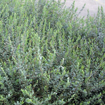 Salix repens 'Saret'