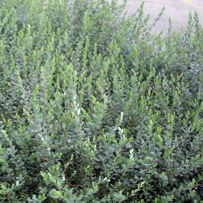 Kriechweide - Salix repens 'Saret' - gelb