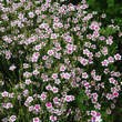 Dianthus deltoides 'Arctic Fire': Bild 1/3