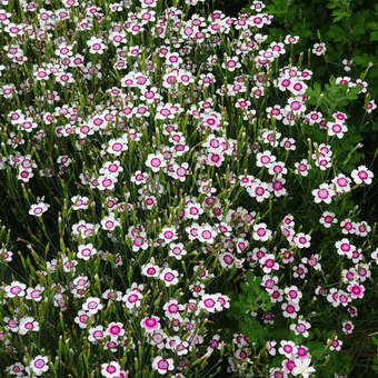 Dianthus deltoides 'Arctic Fire'