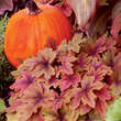 Heucherella 'Sweet Tea': Bild 6/6