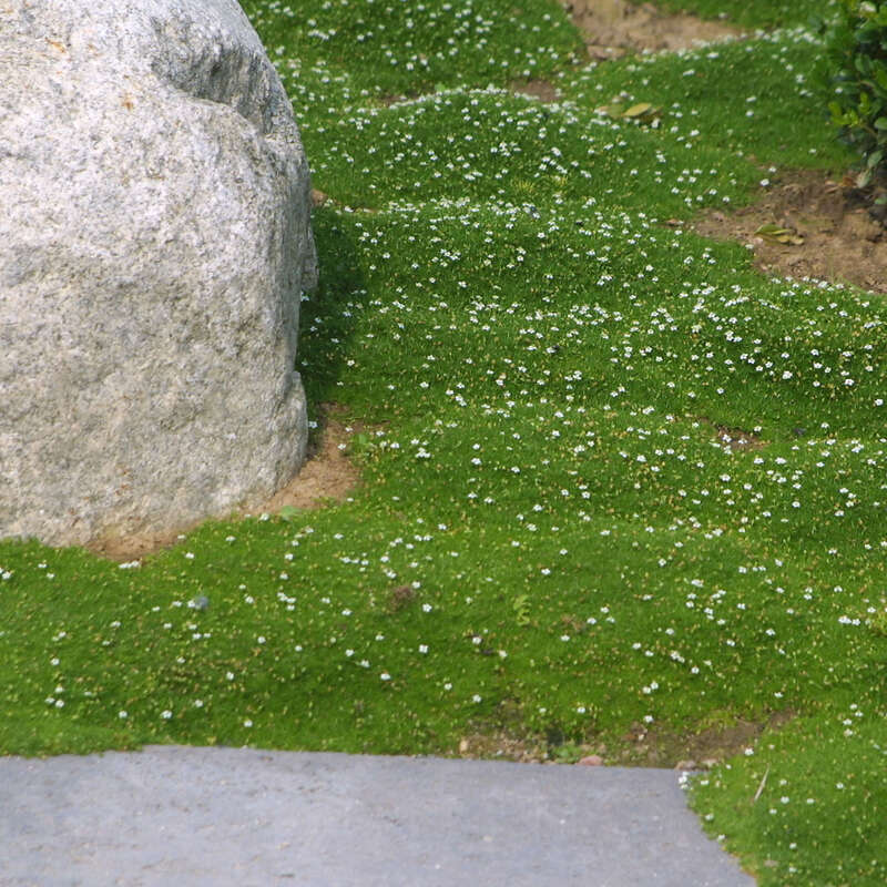 Sternmoos - Sagina subulata - wei