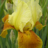 Iris media 'Honey Glazed' - Halbhohe Schwertlilie, Iris