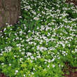 Galium odoratum: Bild 3/8