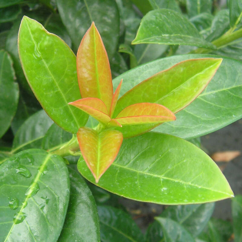 Kirschlorbeer - Prunus laurocerasus 'Kleopatra'