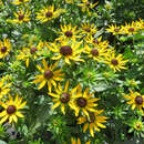 Rudbeckia fulgida 'Little Goldstar' - Sonnenhut