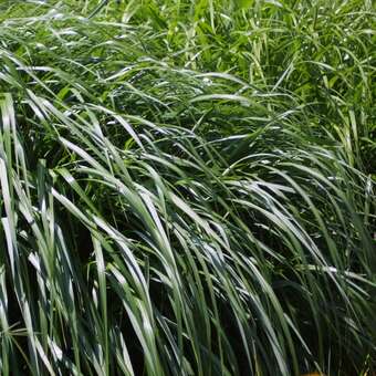 soil für zimmerpflanzen Allgemeine Blumenerde für Zimmerpflanzen – Soil Ninja Europe main image 0