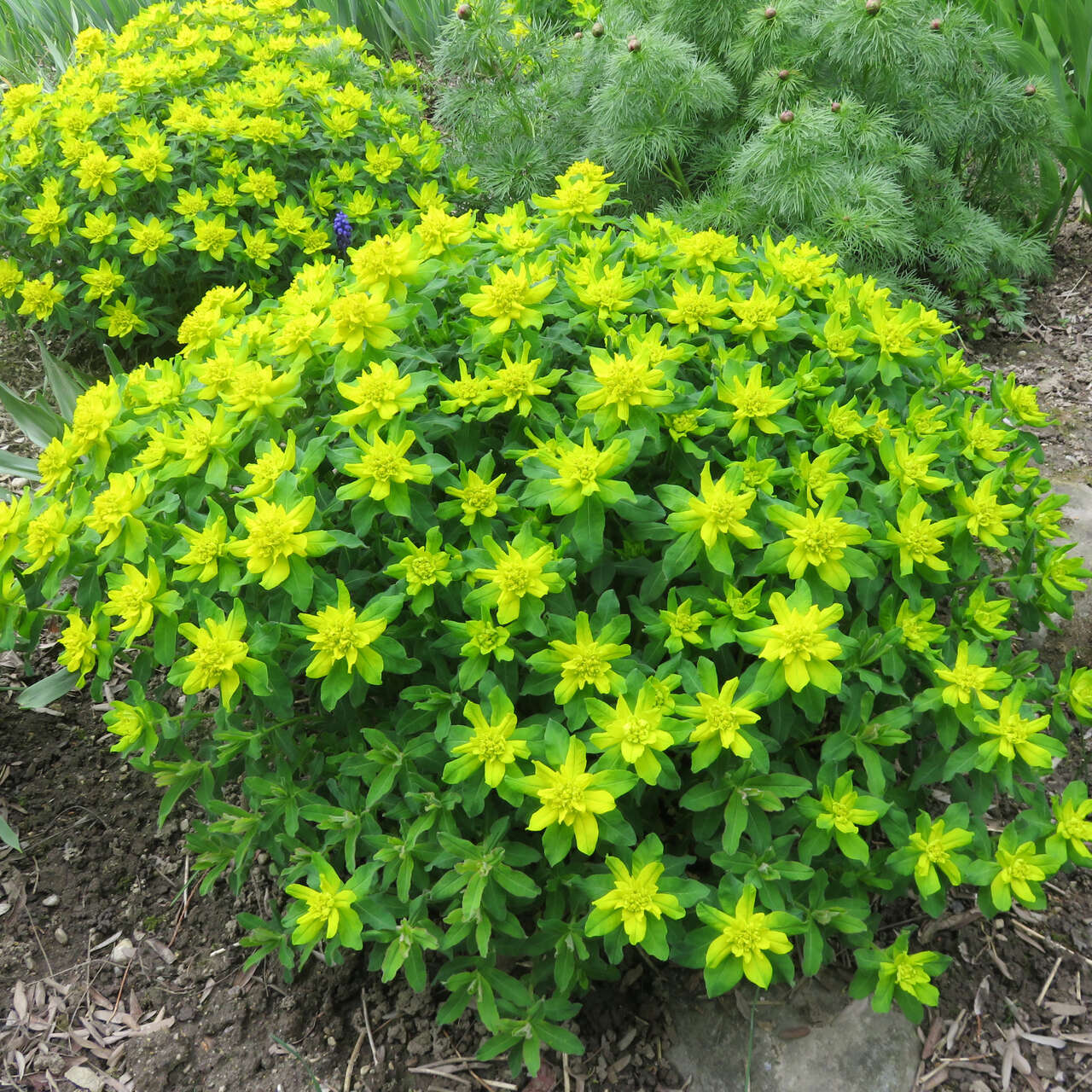 Bunte Wolfsmilch - Euphorbia epithymoides (E. polychroma) - gelb
