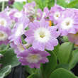 Primula auricula 'Bartl': Bild 2/3