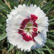 Dianthus plumarius 'Coconut Sundae': Bild 2/2