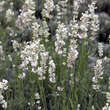 Lavandula angustifolia 'Melissa': Bild 3/5