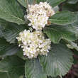 Sorbus chamaemespilus (ssp.sudetica): Bild 1/7