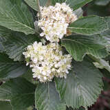 Sorbus chamaemespilus (ssp.sudetica) - Zwerg-Mehlbeere